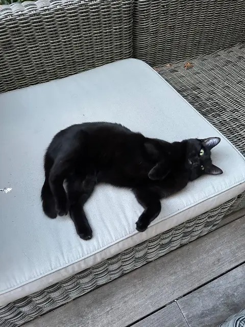 chatte lost    Paris Leeloo