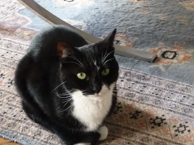 chatte lost    Paris Lenny
