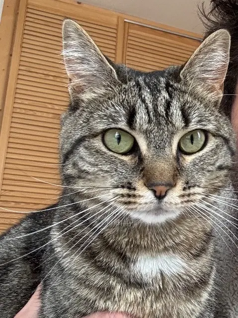 cat lost    Paris Lili