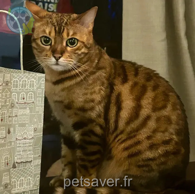 gata perdida Paris Lily gata lost Paris Lily