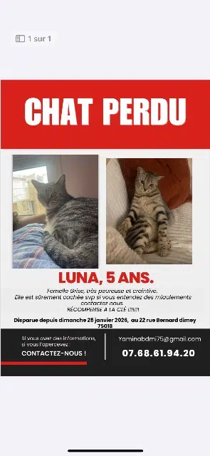 chatte lost    Paris Luna