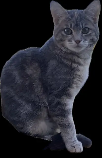 chatte lost    Paris Marnie