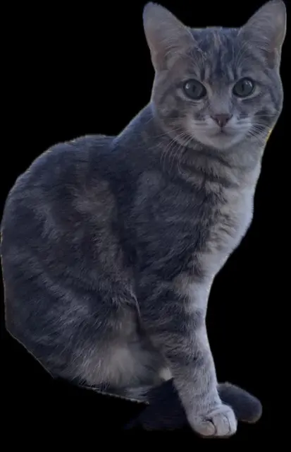 chatte lost    Paris Marnie