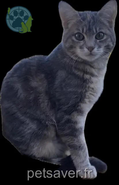 gata perdida Paris Marnie gata lost Paris Marnie