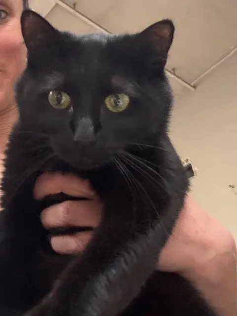 chatte lost    Paris Matcha