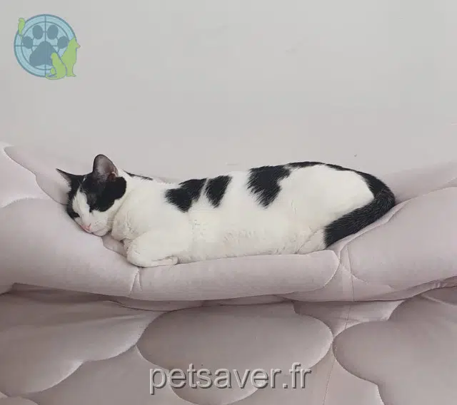 gata lost    Paris Merveille