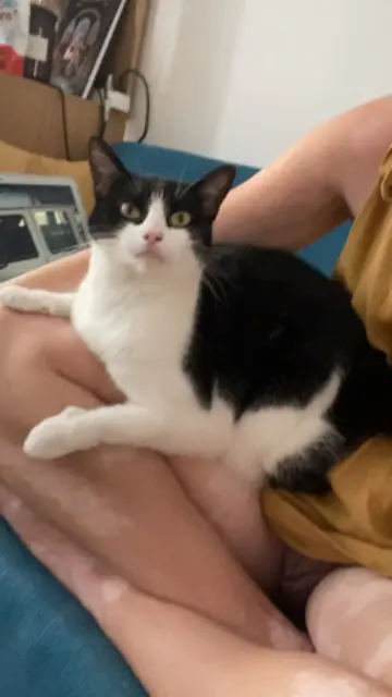 chatte lost    Paris Midona