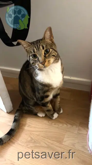 chatte lost    Paris Mimi