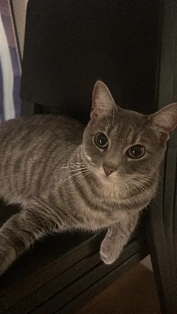 chatte lost    Paris Mimi