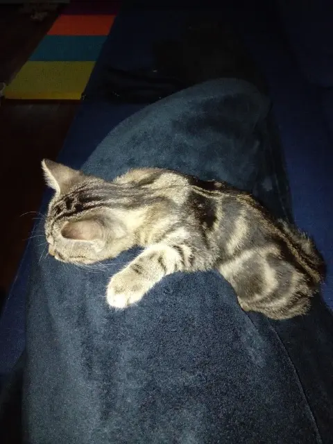 cat lost    Paris Minette