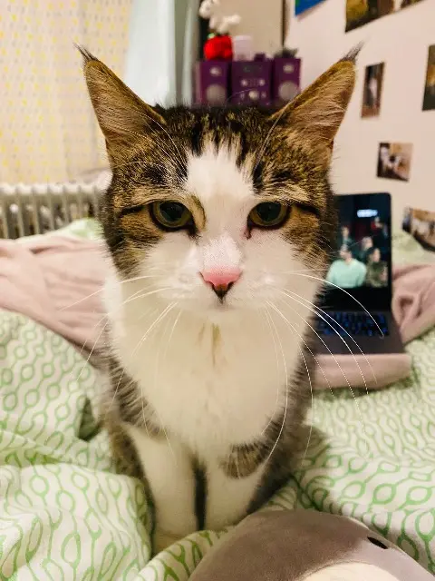 chatte lost    Paris Minette