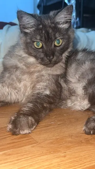 chatte lost    Paris Minouche