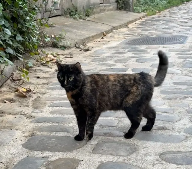 chatte lost    Paris Missou
