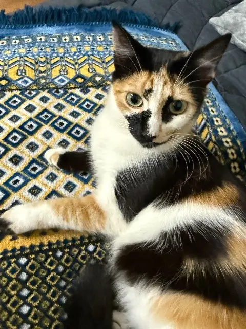 chatte lost    Paris Myrah