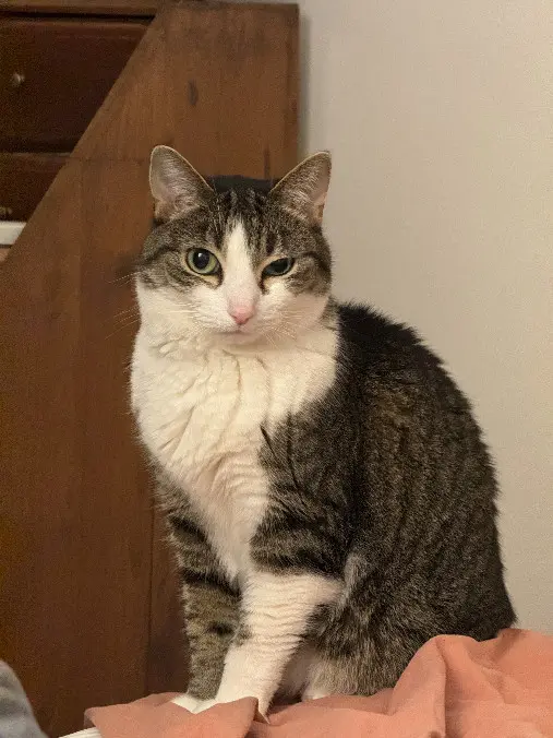 Chatte Perdue 75C Paris Chatte Perdue 75C Paris