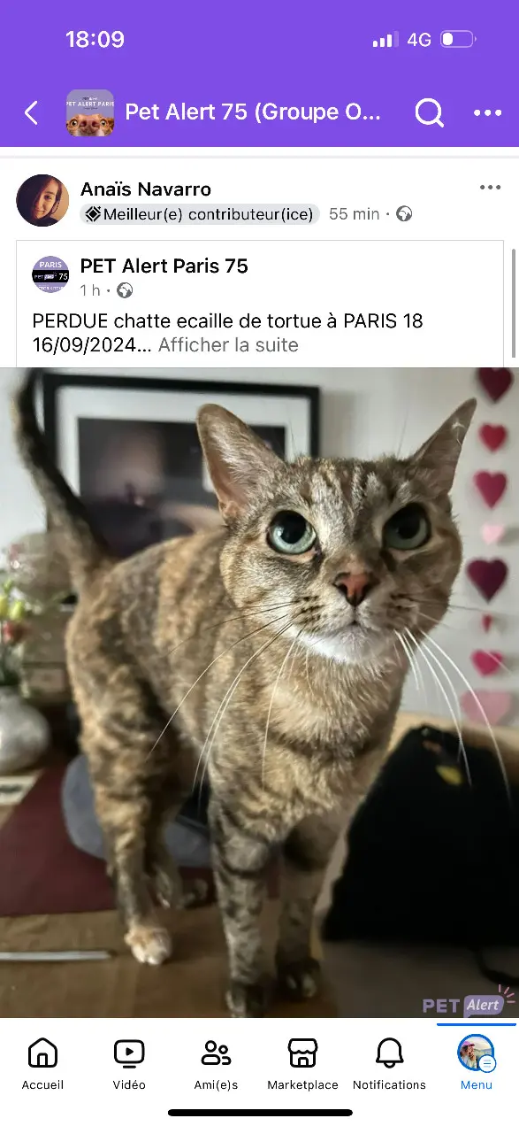 Chatte Perdue 75C Paris - Ninja Chatte Perdue 75C Paris - Ninja