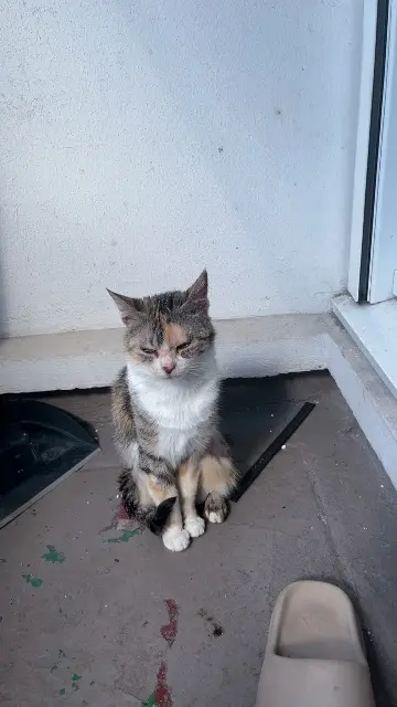chatte lost    Paris Nioucha