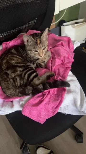 chatte lost    Paris Oslo