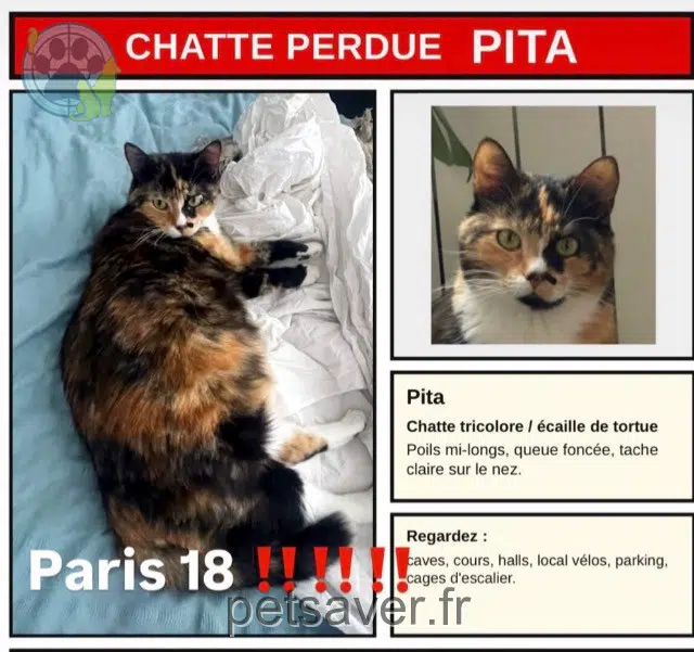 chatte lost    Paris Pita