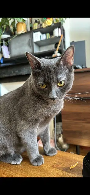 chatte lost    Paris Pita