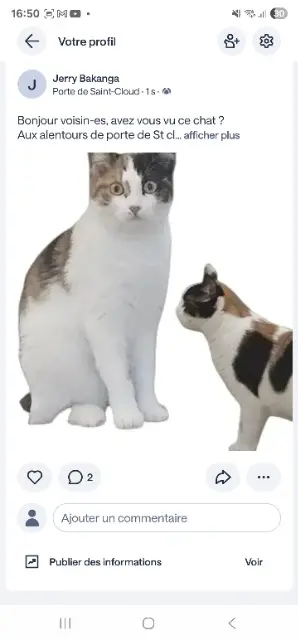 chatte lost    Paris Popcorn