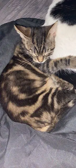 chatte lost    Paris Popome