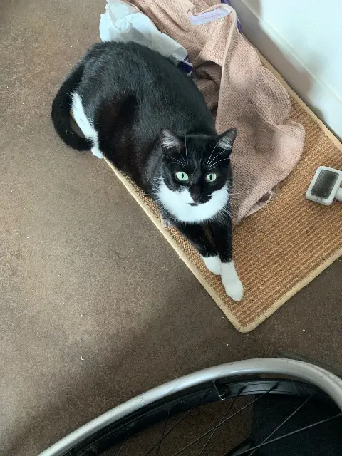 chatte lost    Paris POPPY