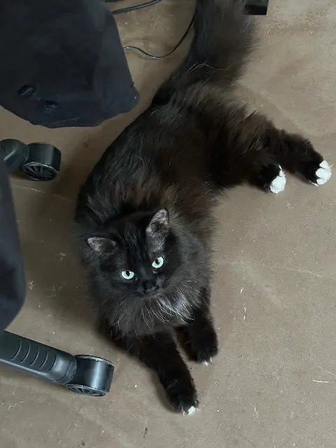 chatte lost    Paris Prada