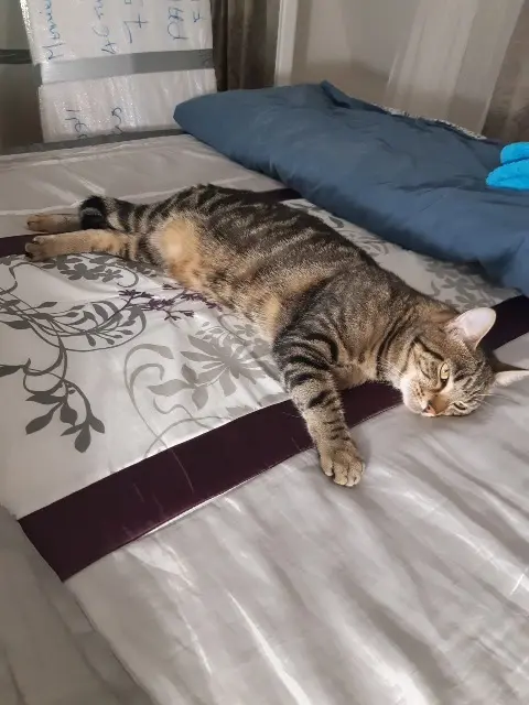 chatte lost    Paris Praline