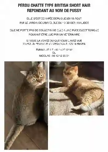 Chatte Perdue 75C Paris - Pussy Chatte Perdue 75C Paris - Pussy