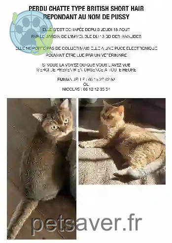 Chatte Perdue 75C Paris - Pussy Chatte Perdue 75C Paris - Pussy