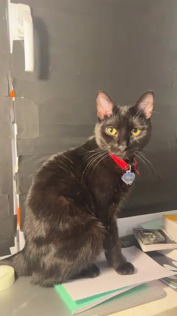 chatte lost    Paris Pépée