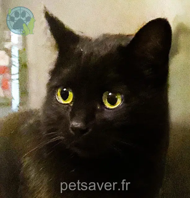 chatte lost    Paris Rubis