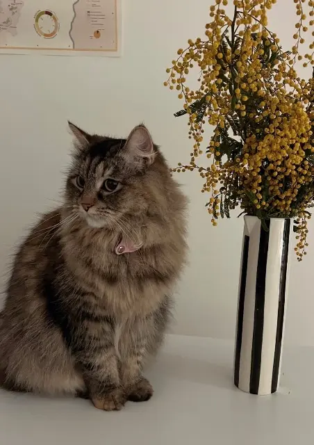 chatte lost    Paris Ruby