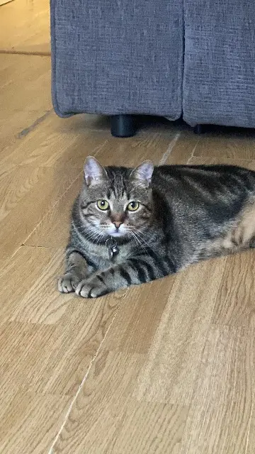 chatte lost    Paris Una