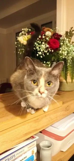 chatte lost    Paris Vayne