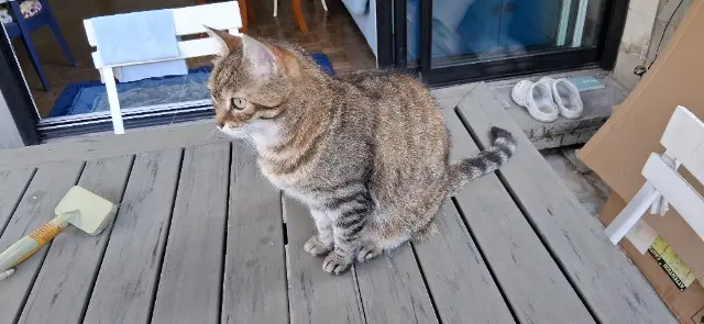 chatte lost    Paris winnie