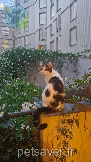 chatte perdue Paris Yuki chatte lost Paris Yuki