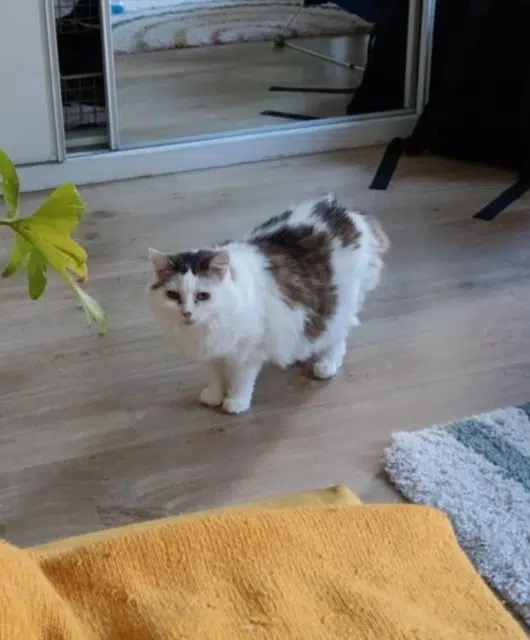 chatte lost    Paris Zibeline