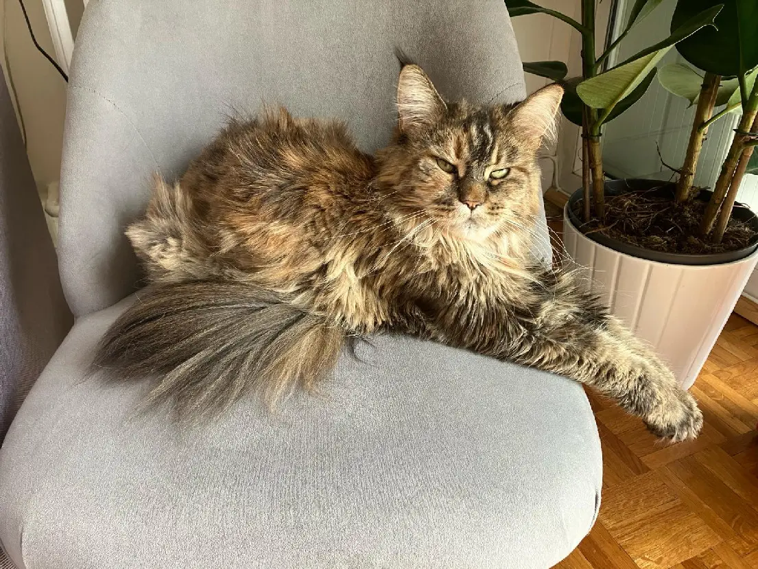 Chatte Perdue 75C Paris Chatte Perdue 75C Paris