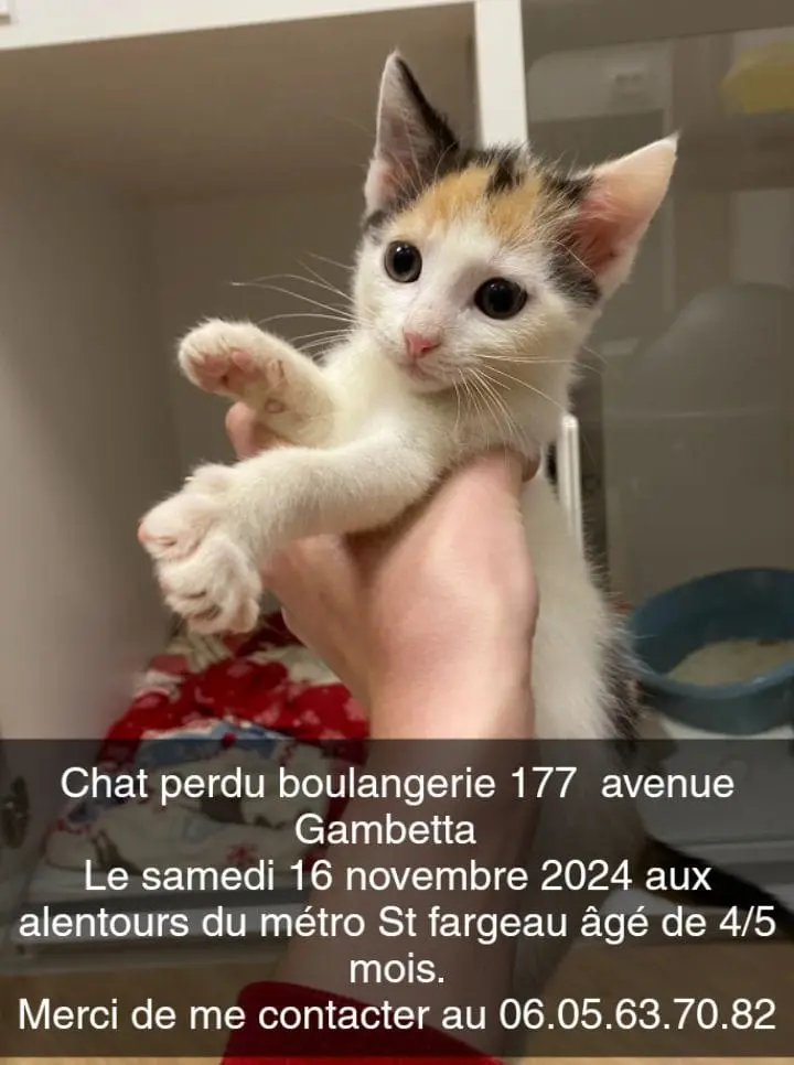 Chatte Perdue 75C Paris