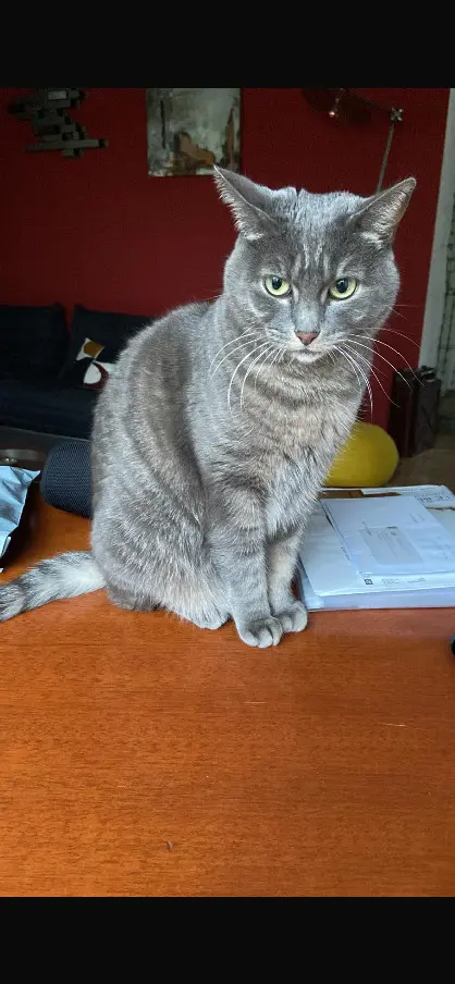 Chatte Perdue 75C Paris Chatte Perdue 75C Paris