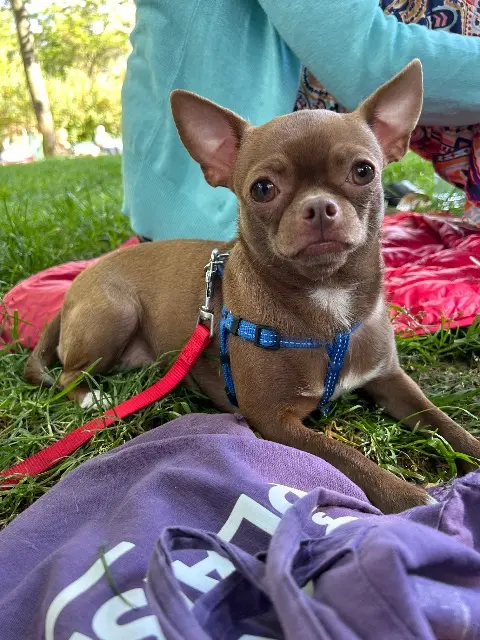 chatte lost    Париж Vanessa