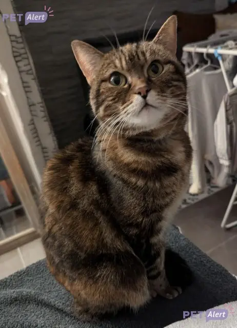 chatte lost   76190 Auzebosc Aloha