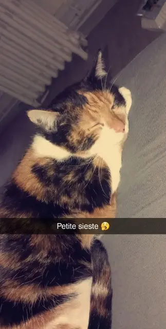 chatte lost   76290 Montivilliers Amelia