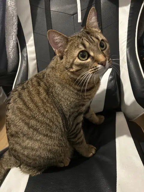 chatte lost   76360 Barentin Ayden