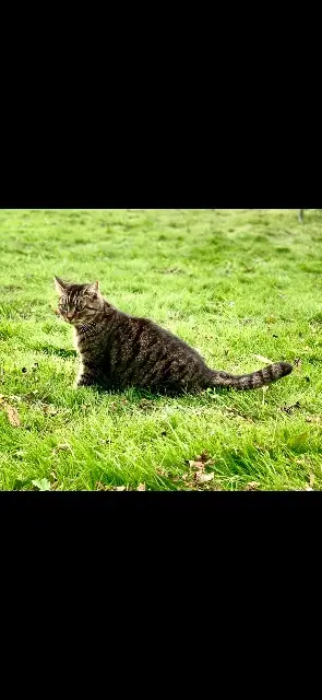 chatte lost   76740 Fontaine-le-Dun Azräelle