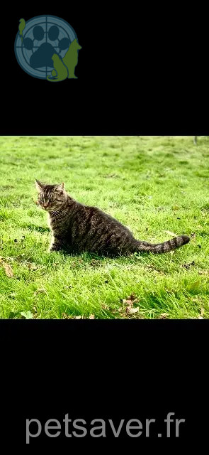 gata perdida 76740 Fontaine-le-Dun Azräelle gata lost 76740 Fontaine-le-Dun Azräelle