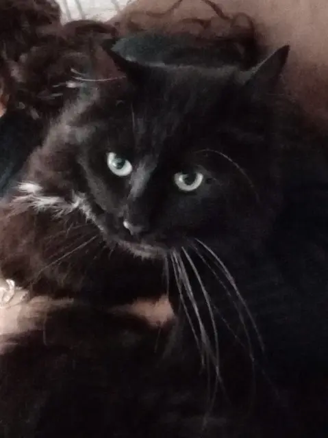 chatte lost   76520 Mesnil-Raoul Babouche