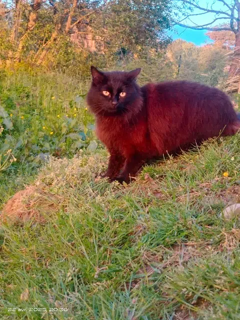 chatte lost   76200 Dieppe Baghera